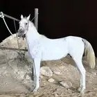 فرس شعبيه للبيع