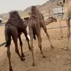 قعدان