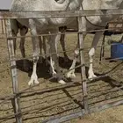 للبيع الوضحا الطيبه