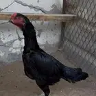 دجاج شاموألماني