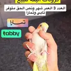 فروخ كروان مفطومه و فرخ كنيور غر متوفر تابي و تمارا