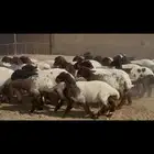 جذعات مقاني