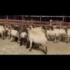 جذعات نعيم مقاني