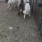 اعرض لكم طليان صافيه ونضيفه شرط اعمرها من 5 الي 6 شهور