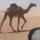 مشروع فحل اصفر مفرود