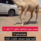 ابل شقح وضح طيبه نازله موقع التميز الخرج