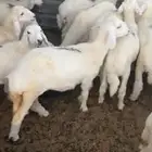 بهم لبيع