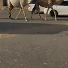 ناقه لقحه
