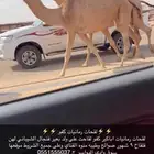لقحات كفو