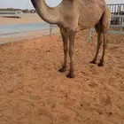 قعود حق اصفر