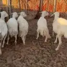 حريات مقاني