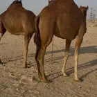 بكار سواحل جذعات لقح