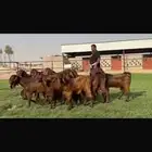 جذعات فاااخره لون مييز