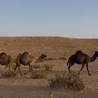 لقحات ساحليات 3