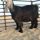 6 معزا عوارض اشباب بالفحل