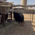 نجديه صنف دافع