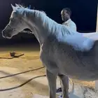 حصان شعبي