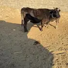 بقر الماني بيور