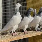 حمام باكستاني