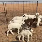 غنم حريات طيب معها مواليد
