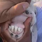 فحل نجدي