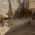 تيوس جذعان فل شحم