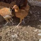 دجاج هجين فرنسي
