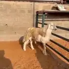 طلي فحل حري