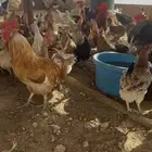دجاج بلدي بياض تربيت بر