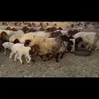 غنم نعيم مطافيل