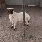خروف لباني