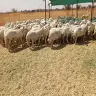 ضان مقاني للبيع