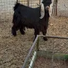 تيس فحل حار
