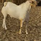 مشروع فحل