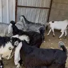 8 جفار مقنوي او ذبح