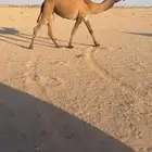 بكره دبيانيه الدوادمي