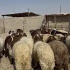 جذعان كناور فاخره ظهور فل الفل
