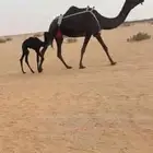 للبيع خلفه مجهم حليب وهديه