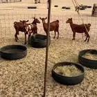 ماعز محايل عسير غنم طيبة حليب