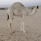 حوار اوضح على حليب امه عمره 8 شهور السوم 6000رال حاشي قعود