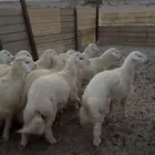 طليان جذعان كرامه حري ونعيم
