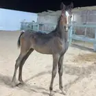 مهر (واهو)