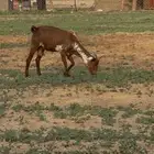عنز وشحا دافع
