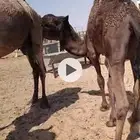قعود وبكرة طيبة