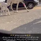 خلفه رمانيه كفو منيح