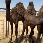 حشو من تحت امهاتها مجاهيم فل الفل