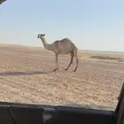 شعلا خفوت