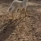 خروف