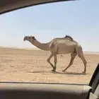 فحل اشعل دبياني