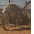 حوار فاخر
